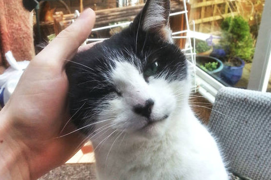 猫的鼻子由粉变黑