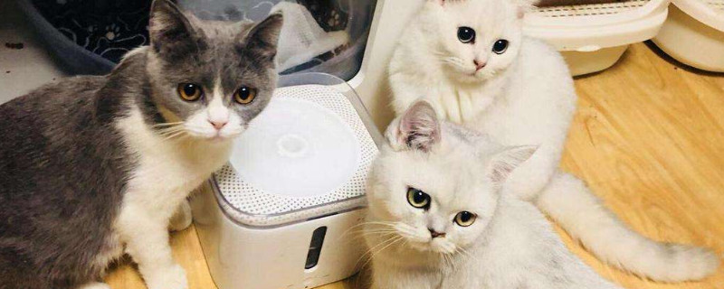 寄养猫咪会恨主人么