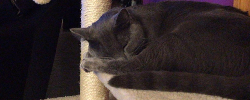 如何让猫喜欢猫爬架