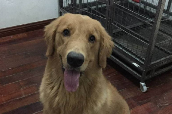 狗吃了车厘子怎么办