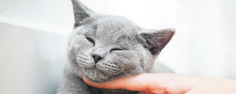 小猫睡觉呼吸急促