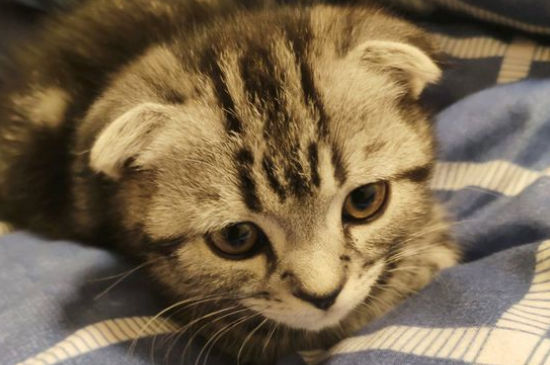 端午猫是什么品种