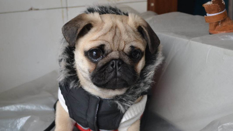 便宜好养的小型犬