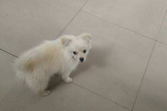 银狐犬价格多少钱一只
