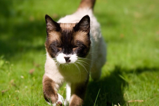 猫怕绿色吗