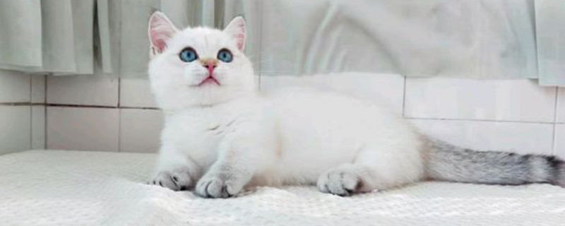 怎么判断猫是不是矮脚