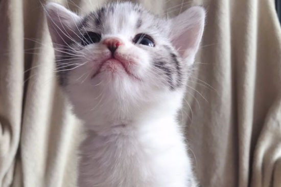 猫精神挺好吐黄水