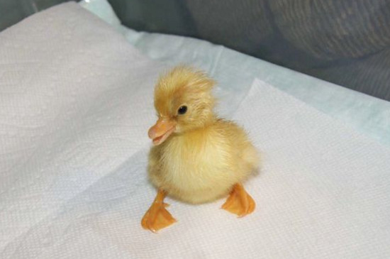 柯尔鸭臭不臭