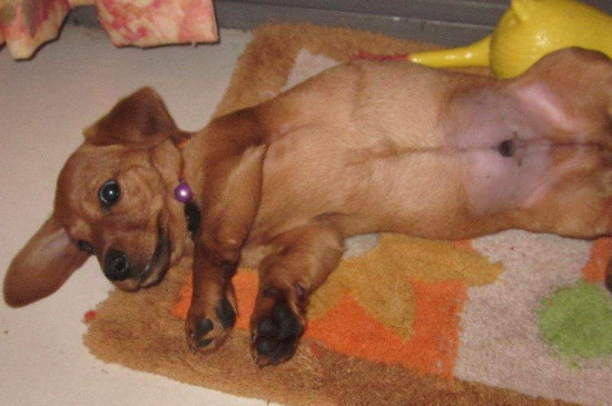 腊肠犬凶吗