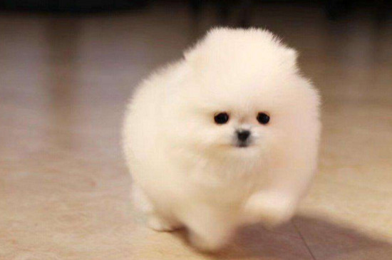 茶杯博美犬的坏处