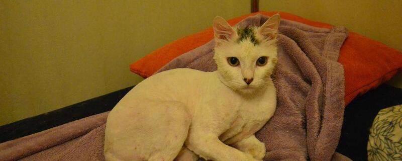猫剃毛后多久长出来，猫咪剃毛后注意事项