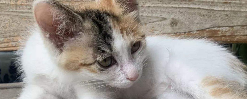猫张着嘴呼吸急促
