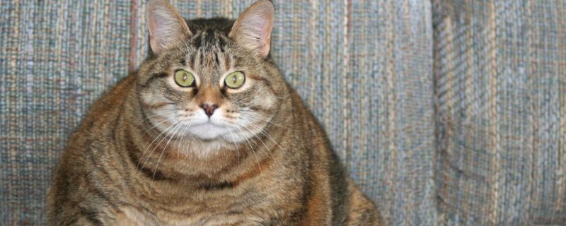 母猫对小猫又踹又咬