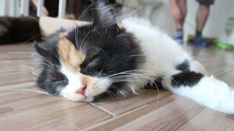 养猫的诡异禁忌