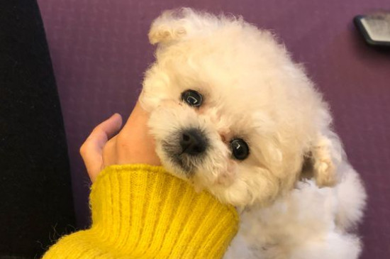 狗狗智商排名