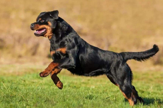 养罗威纳犬的七大禁忌