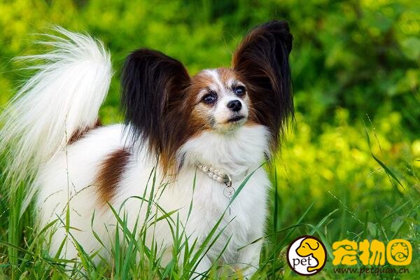 纯种蝴蝶犬价格不低于5000，耳朵像蝴蝶尾巴像松鼠