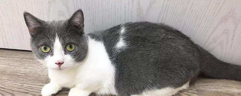 养猫脏吗
