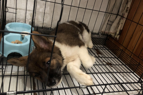 狗狗中暑危险期是多久