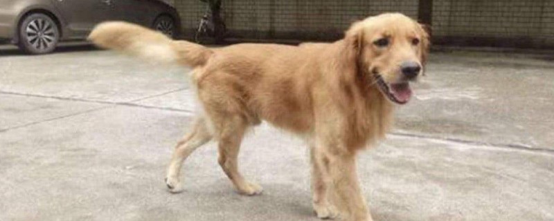 狗瘦成皮包骨头什么病