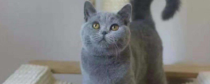猫咪大便正常但是带血怎么回事