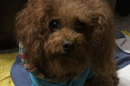 泰迪犬养多久才认主人
