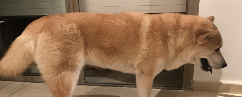 母犬绝育多久恢复