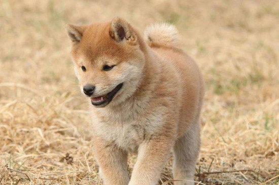 柴犬价格