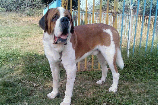 圣伯纳犬的优缺点