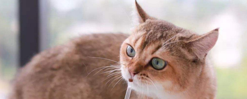 猫有味觉吗