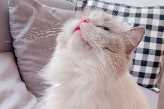 猫咪死了会怀念主人吗