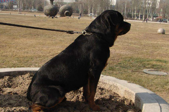 养罗威纳犬的七大禁忌