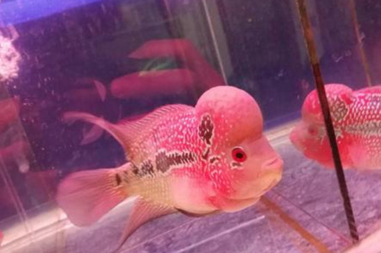 罗汉鱼买回来几天喂食