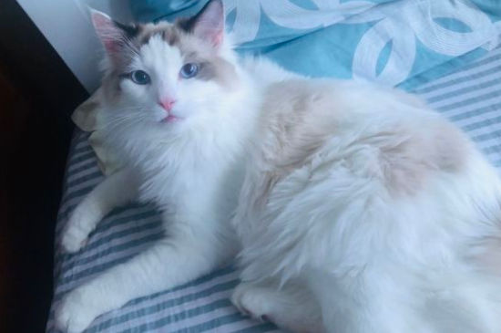 猫咪肚子圆鼓鼓的