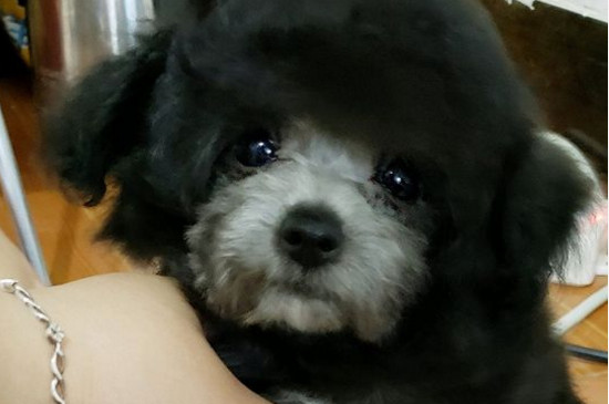 贵宾犬可以吃米饭吗