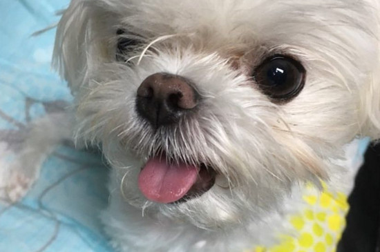 狗狗吐怎么办吃什么药