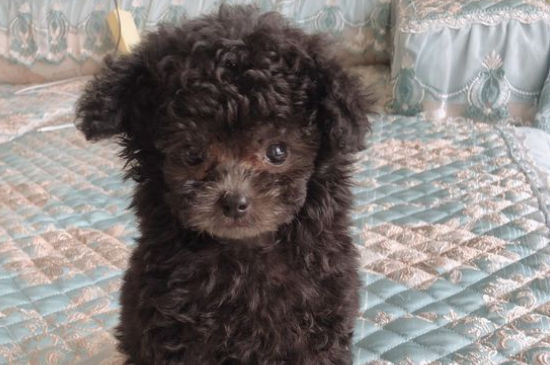 茶杯犬吃什么狗粮