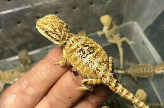 鬃狮蜥喜欢让人摸哪