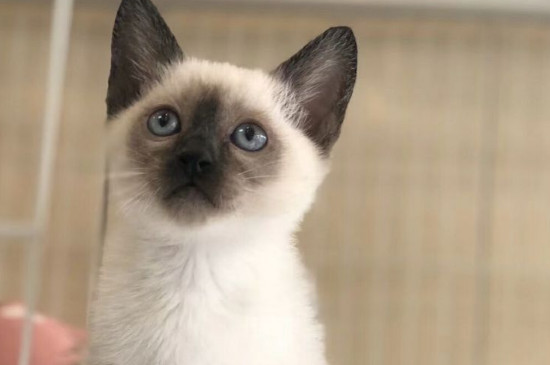 猫会传播鼠疫吗