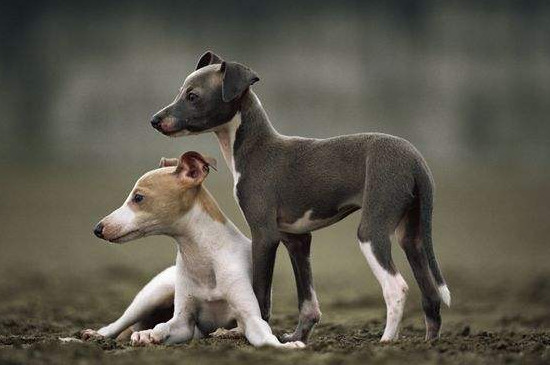 灵缇犬幼犬一天喂几次