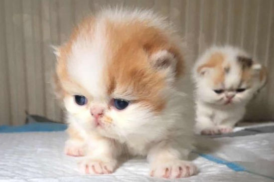 猫咪一直吐但是精神很好