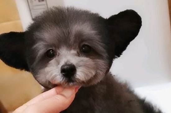 狗能吃山楂吗