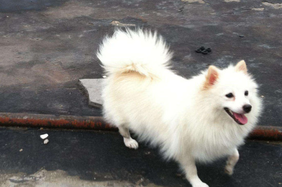 日本银狐犬优点和缺点