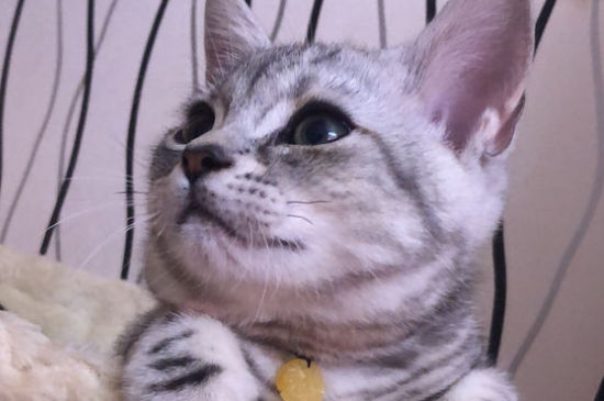 母猫怀孕禁忌