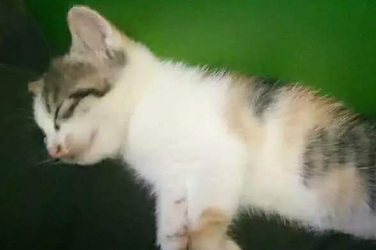 土猫容易生病吗