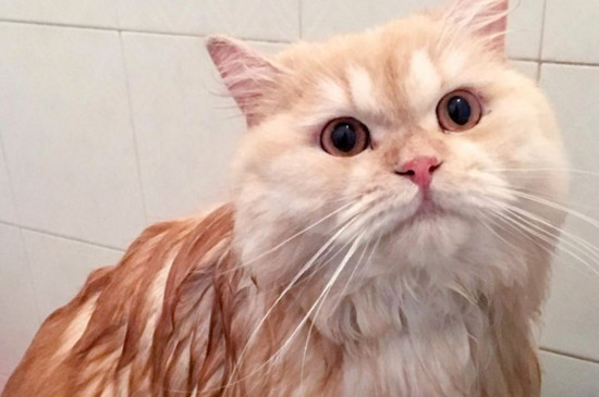 猫咪拉软便很臭