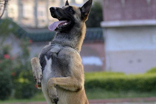 马犬智商排第几名，智商排名第22的优秀工作犬
