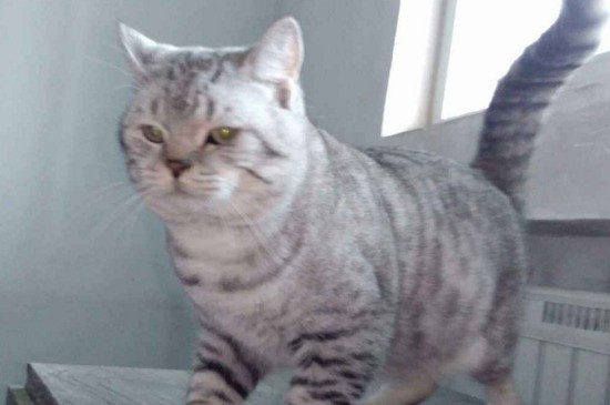 猫咪轻咬主人啥意思