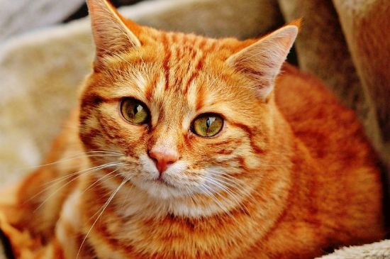 猫睡在人身上代表什么