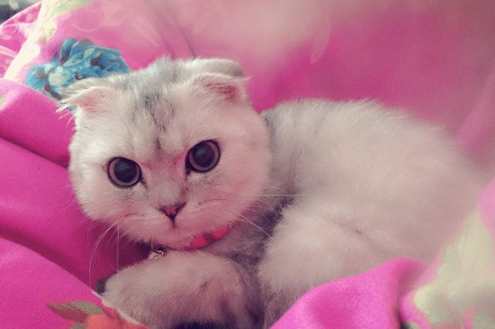 猫老叫怎么让他闭嘴，怎么才能不让猫咪乱叫